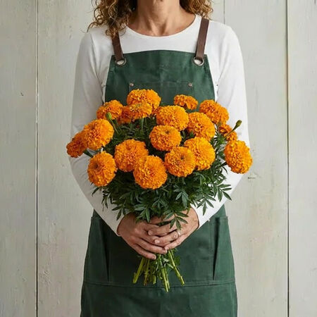 Orange Inca II, Marigold Seeds - Packet image number null